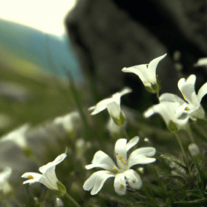Weiss blühende Alpenpflanzen: Campanula Pusilla Alba (Feen-Fingerhut) Gypsophila (Baby\'s Breath) Anemone Blanda (Weiße Pracht)