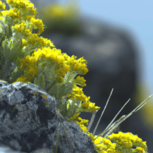 Gelb blühende Alpenpflanzen: Delosperma (Juwel der Wüste Peridot) Alyssum Montanum (Berggold) Solidago Cutleri (Goldrush)